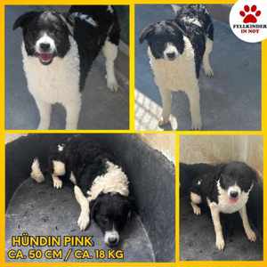 Pink Border Collie Mischlingshund Mischling Hündin Junghund sucht Zuhause oder Pflegestelle