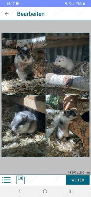 Zuchtaufgabe Rennmäuse Rex Dark Patch Starkschecke Wüstenrennmäuse Gerbil Maus