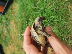 Griechische Landschildkröte Thb