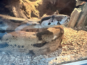 Boa Constrictor Imperator