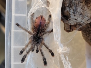 Avicularia huriana 