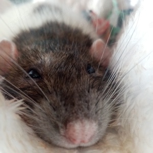 Don t shop Adopt Ratten Farbratten