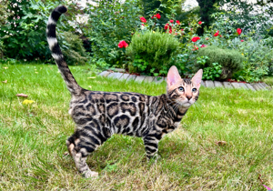 Spektakuläre Bengal kitten zum kuscheln!