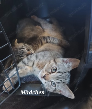 Bkh- Thai Siam Kitten Mädchen Auszugsbereit!