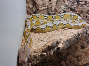 Malayopython reticulatus 