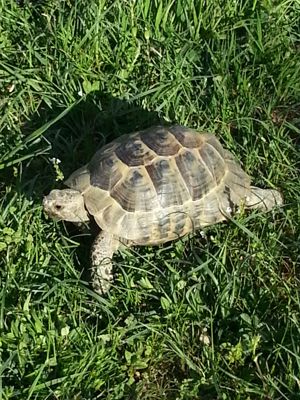 Landschildkröten     maurische - griechische und Breitrandschildkröten