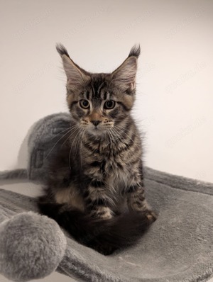 Maine coon Mädchen mit Stammbaum 