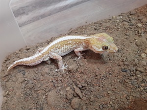 Paroedura picta Madagaskar Großkopfgecko Männchen