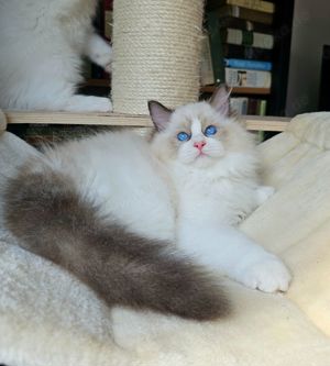 Reinrassige Ragdoll Kitten mit WCF Stammbaum