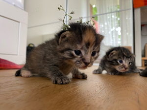 kleine Katze(Maine Coon MIX)