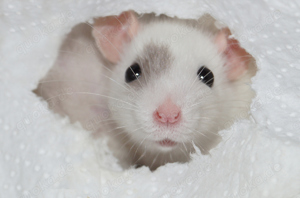 Zuckersüsser Rattennachwuchs aus lievevoller Zucht Bild 2