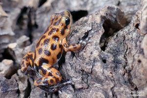 Oophaga pumilio Cristobal + Bastimentos