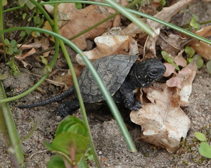 10 Europäische Sumpfschildkröten Emys orbicularis Nachzucht 2024