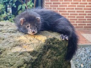 Frettchenwelpen suchen einen neuen Wirkungskreis 