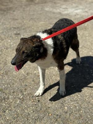 Gnadenplatz für Sammy gesucht 