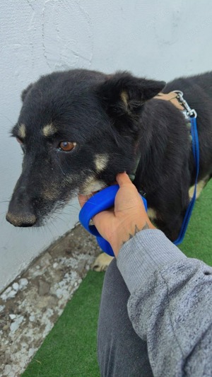 Colin sucht Gnadenplatz SOS Bild 3