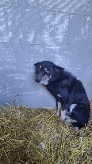 Colin sucht Gnadenplatz SOS Bild 2