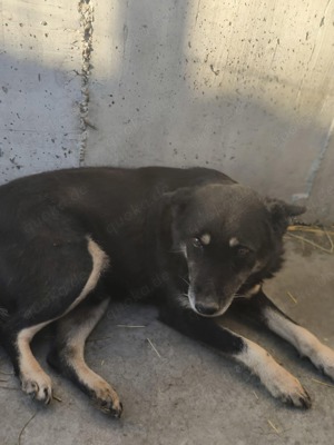 Colin sucht Gnadenplatz SOS Bild 4