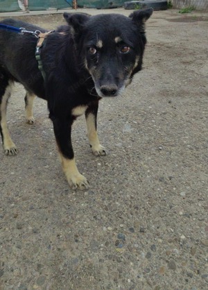 Colin sucht Gnadenplatz SOS Bild 5