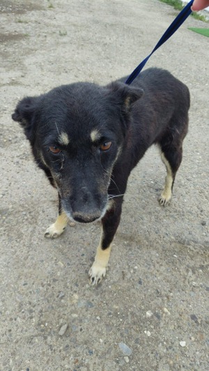 Colin sucht Gnadenplatz SOS Bild 7