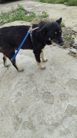 Colin sucht Gnadenplatz SOS Bild 6