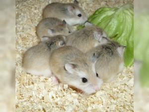 Suche Roborowski Zwerghamster, Hamster