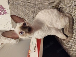 Cornish Rex mit Stammbaum 