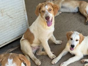 Fusco sucht sein Zuhause (noch auf Sardinien)