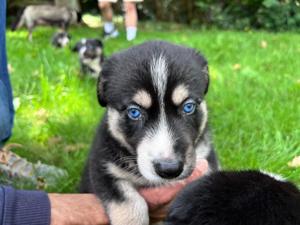 American Shepherd & Border Collie Welpen