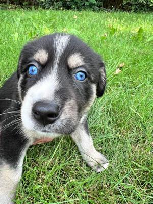 Border Collie & American Shepherd Mix Welpen