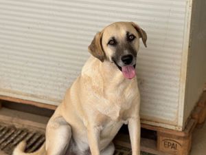 Martino sucht sein Zuhause (noch auf Sardinien)