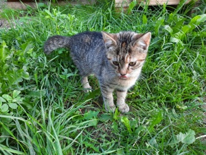 Kätzchen, Kitten, Katzenkinder