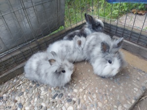 Zwergkaninchen Löwenköpfchen  Zwergrexe 