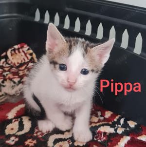 Katze Pippa sucht Zuhause mit Freigang