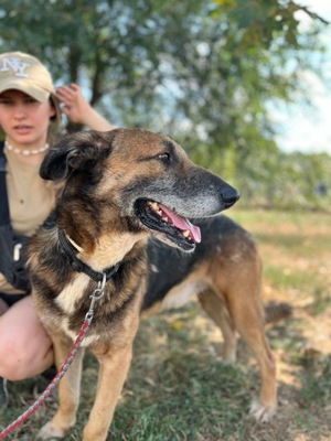 Rekedt, z.Zt. in Ungarn, ein reiferer Herr, toller Schäferhund Mix