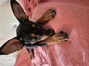 Zwerg Pinscher Suche neue Zuhause 