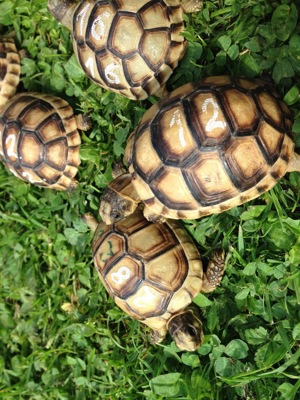 Breitrandschildkröten Testudo Marginata Nachzuchten aus Freiland Zucht mit Papieren abzugeben.  