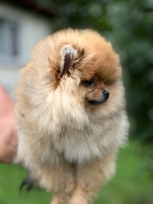  Reinrassige Zwergspitz pomeranien Rüde