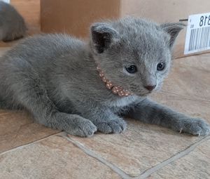 Russisch blau Kitten