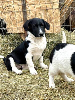 Lucky ist jetzt ganz allein im TIerheim, nachdem Brüderchen abgereist ist