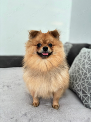 pomeranian (Deckrüde) sucht Erstdeckung