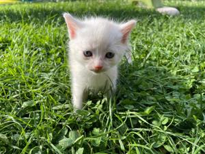 Süßes Kätzchen Kitten Kater