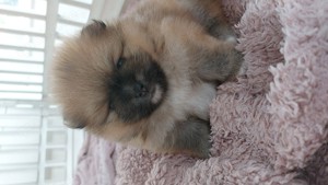 Zwergspitz pomeranian  Welpen 