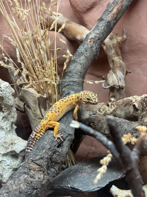 Leopardgecko 0.1 super giant Weibchen