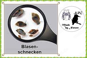 Blasenschnecken 90ml   1,70Euro   (18,89 Euro Liter)