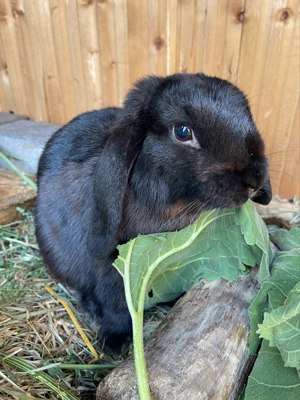 Zwergkaninchen Mini Lop Rammler