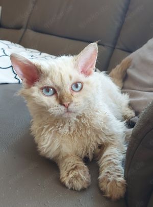 Selkirk Rex Kätzchen mit Ahnentafel 