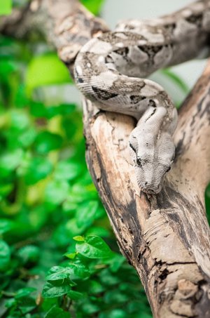 Cay Caulker Dwarf Boas. Zuchtpaar Zwergboas