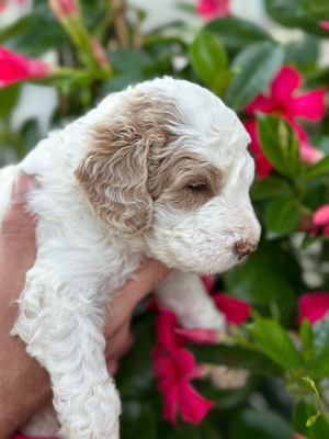 Goldendoodle