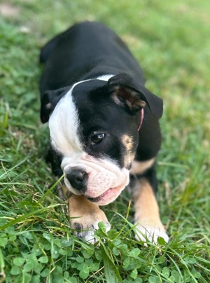 1 x Englische Bulldogge Welpe